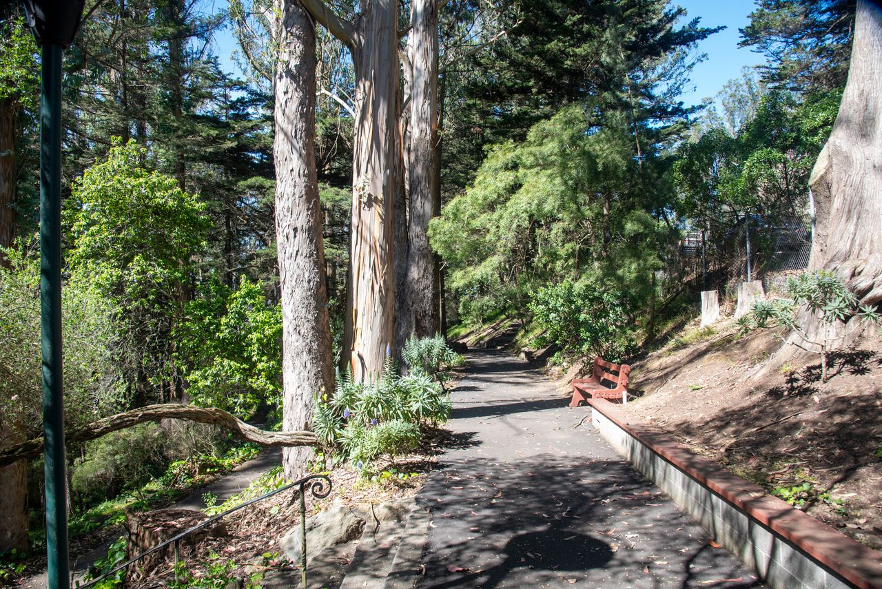 Eucalyptus walking path Arden Wood eucalyptus grove with walking paths and a bench